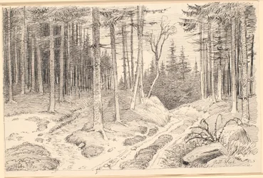 Hulvei gjennom en granskog