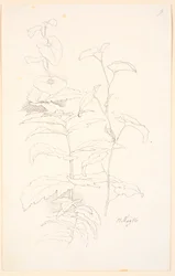 Plantestudier, bl.a. av snerring