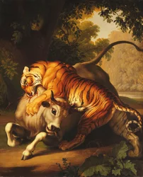 En tiger angriper en okse, 1785