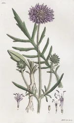 Felt skabb Knautia arvensis, 1804-1811