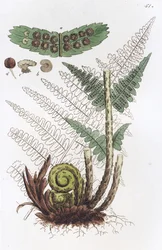 Hannbregne Dryopteris filix-mas, 1804-1811