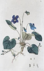 Søt fiolett Viola odorata, 1804-1811