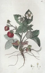 Wild Strawberry Fragaria vesca, 1804-1811
