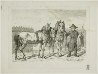Rideskole og hester
