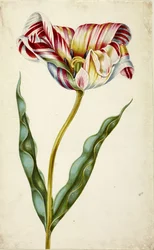 Tulipan, ca. 1660.