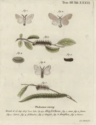 Brunhale, Euproctis chrysorrhoea.