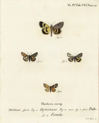 Catocala hymenaea 1, Amerila puella 2,3, og Isturgia famula moths 4. Håndfarget kobberstikk av Johann Carl Bock etter Eugenius Johann Christoph Espers Sommerfuglene i illustrasjoner etter naturen, Erlangen