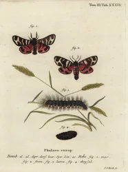 Hebe tiger møll, Arctia festiva.