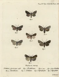 Saksisk møll, Hyppa rectilinea 1, saksmøll, Hada plebeja 2,3, myrdolk, Acronicta strigosa 4, brunflekket pinion, Agrochola litura 5, hvitlinjepil, Euxoa nigrofusca 6, Opigena polygona 7. Håndkolorert kobbergravering Carl Bock etter