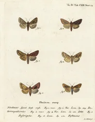 Knappe sølv Y, Syngrapha interrogationis 1,2, vanlig gylden Y, Autographa jota 3-5, gullflekk, Plusia festucae 6. Håndkolorert kobberstikk av Johann Carl Bock etter Eugenius Johann Christoph Espers Sommerfuglene i illustrasjoner basert på Nat.