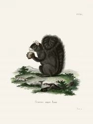 Fox Squirrel  Av Johann Christian Daniel von Schreber.