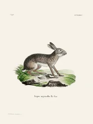 «Indian Hare» av Johann Christian Daniel von Schreber.