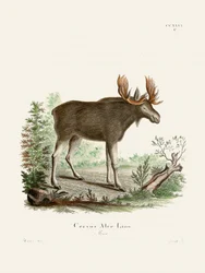 «Moose» av Johann Christian Daniel von Schreber.