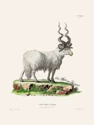 Ovis Aries av Johann Andreas Wagener og Johann Christian Daniel von Schreber.