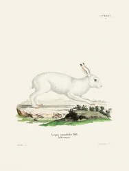 «White Hare» av Johann Christian Daniel von Schreber