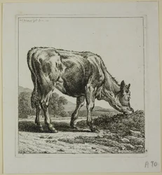 Kalvefôring, fra Die Zweite Thierfolge