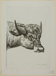 Head of a Buffalo, fra Die Zweite Thiernahme