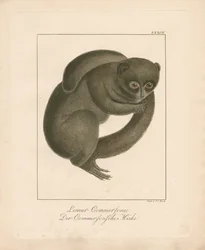 Commersons muselemur (håndkolorert lito)