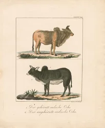 Hornede og hornløse indiske okser (håndkolorert lito)