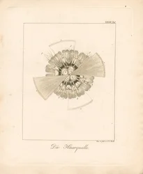 Løvemanet (kobbergravering)