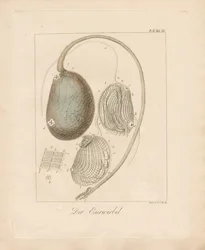 Eggstrukturen (farget kobberstikk)