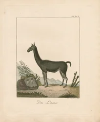 Lamaen (håndkolorert lito)