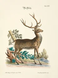 Rødhjorten