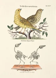 Gulspurv med skjelett
