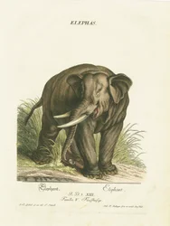 Asiatisk elefant i naturlig habitat