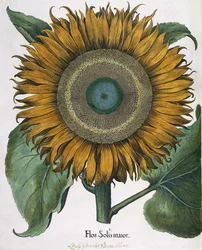 Flos Solis Major, 1613