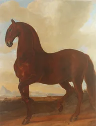 The Bay Stallion ved Eisgruber Stud