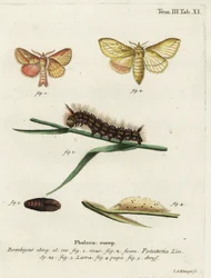 Drikkemøll, Euthrix potatoria.