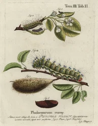 Keisermøll, Saturnia pavonia, larve, puppe, puppe.