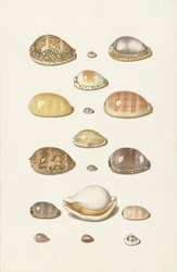 Cowry skjell