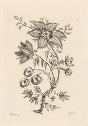 stjerneformede blomster Fleures Baroques (serietittel)