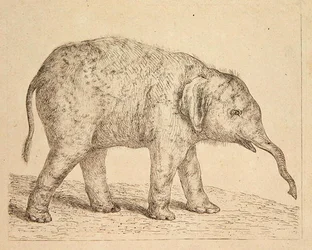 Elefant (etsing)