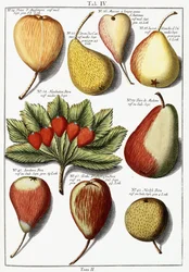 Ulike pærearter, 1760-1766