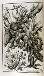 Bibelske planter og frukter inkludert mandrake og melon