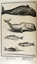 Kobberstikk fra 'Physica Sacra' av den sveitsiske lærde. Johann Jakob Scheuchzer