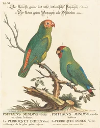 Papegøye (Le Perroquet Indien. Psittacus Minimus)