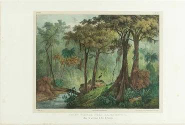 Urskog nær Manqueritipa. Fra «Malerisk reise i Brasil», 1835.