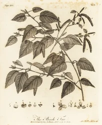Dunbjørk, Betula pubescens