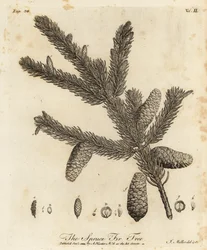 Edelgran eller europeisk gran, Picea abies