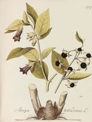 Illustrasjon av alle økonomiske planter, 1786-1788.