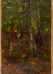 skoglandskap
