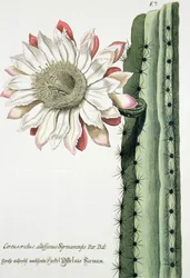 Cereus Erectus Altissimus Syrinamensis fra Phythanthoza Iconographica utgitt i Tyskland, 1737-45
