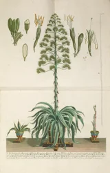 Gravert og mezzotint plate av Aloe Americana folio Mucronato, ca. 1735-1737
