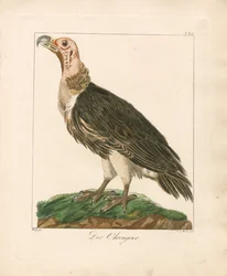 Lappet-faced Vulture (håndkolorert kobberstikk)