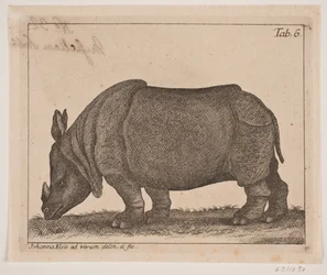 Et neshorn