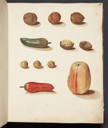 Studie av eple, nøtter og paprika